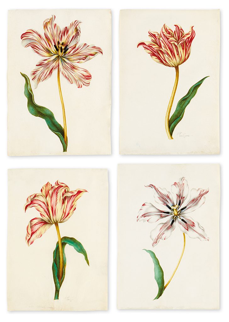(BOTANICAL WATERCOLORS.) French School [possibly of Nicholas Robert]. Tulips.